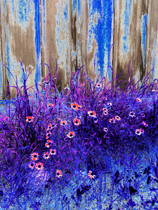 Vibrant Summer Daises